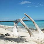 Isla catalina - Bayahibe