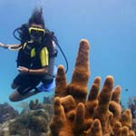 Dive - Bayahibe