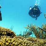 Dive - Bayahibe