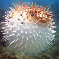 Dive - Bayahibe