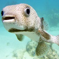 Dive - Bayahibe