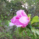 Flor de Bayahibe - Bayahibe